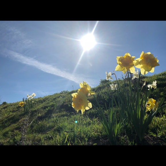 Meet your Posher, Trixie - Picture 1 of 1